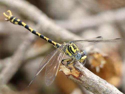 Onychogomphus uncatus