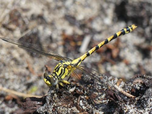 Onychogomphus uncatus