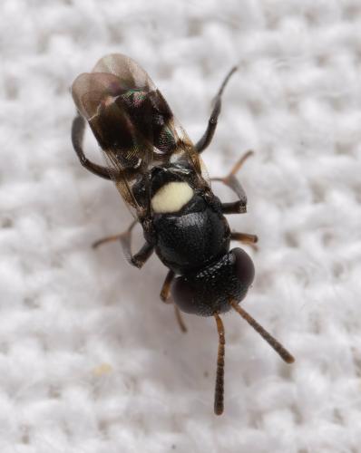 Réf. 360 111 : Encyrtus infidus