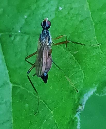 Neria commutata