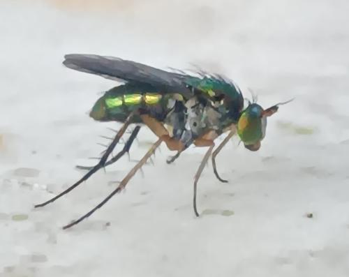 Poecilobothrus chrysozygos