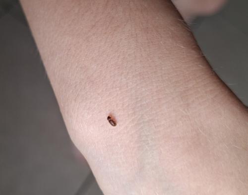 Réf. 360 611 : Stegobium paniceum
