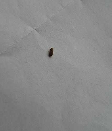 Setgobium paniceum,