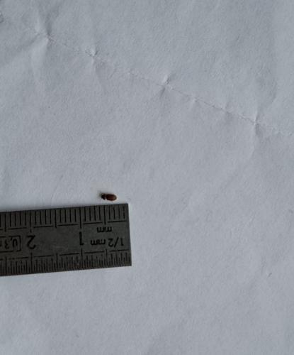 Setgobium paniceum,