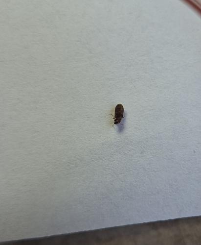 Setgobium paniceum,