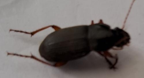 Pseudoophonus rufipes