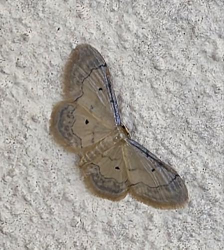Idaea politaria