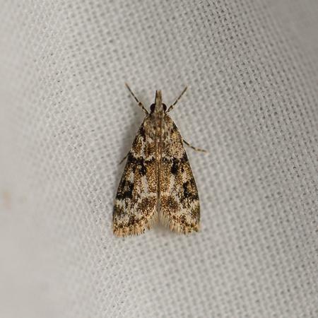 Eudonia delunella