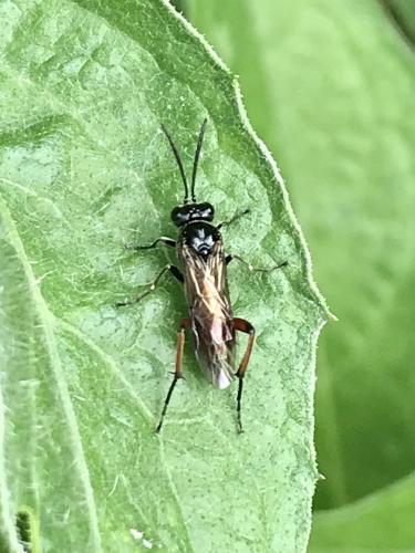 Macrophya sanguinolenta