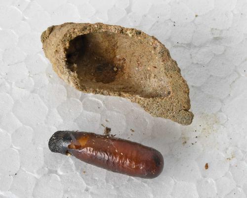 Sceliphron sp.