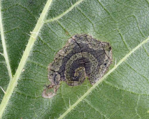 Réf. 360 219 : Agromyza anthracina