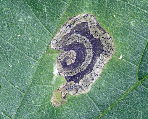 Agromyza anthracina