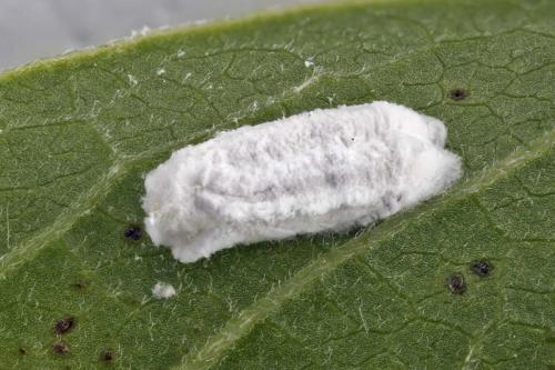 Pulvinaria sp.