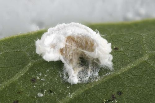 Pulvinaria sp.