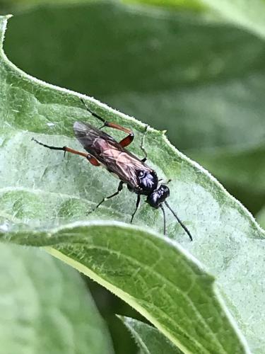 Macrophya sanguinolenta