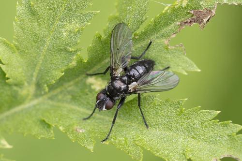 Acyglossa atramentaria