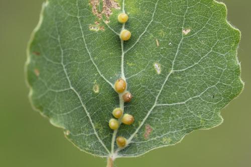 Harmandiola globuli