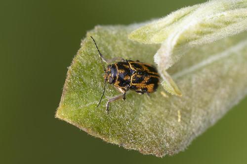 Pachybrachis hieroglyphicus