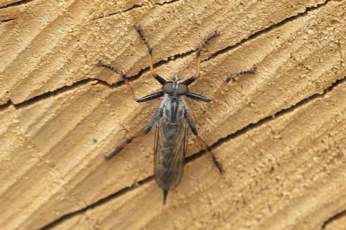 Asilinae