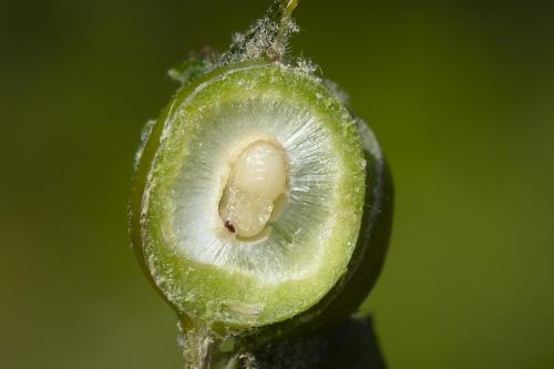 Plagiotrochus australis