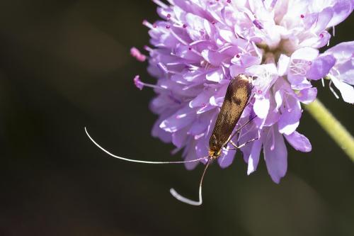 Nemophora metallica