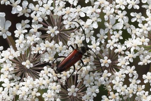 Stenurella sp.