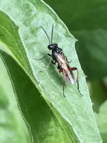 Macrophya sanguinolenta