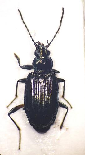 Bembidion prasinum