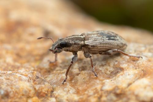 Sitona sp.