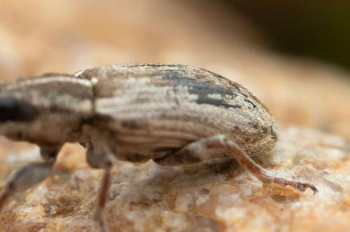 Sitona sp.