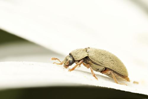 Byturus tomentosus