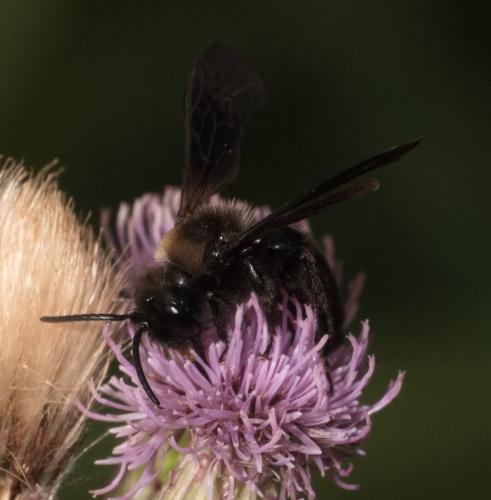 Réf. 360 018 : Andrena morio