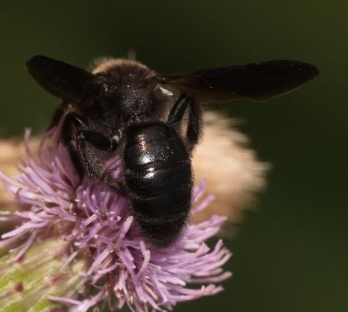 Réf. 360 019 : Andrena morio