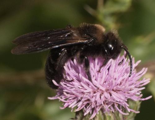 Réf. 360 021 : Andrena morio