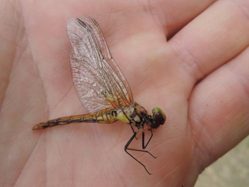 Réf. 360 251 : Sympetrum sanguineum