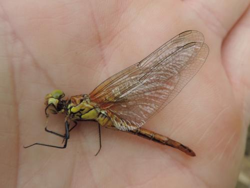 Réf. 360 252 : Sympetrum sanguineum