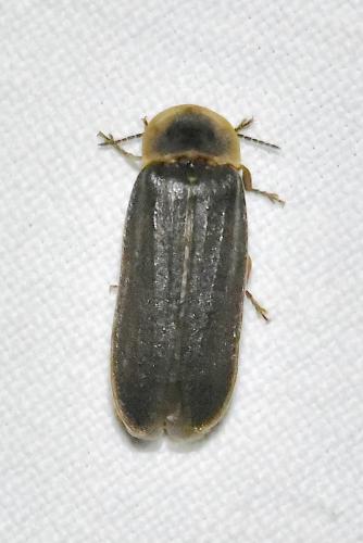Lampyris sp.