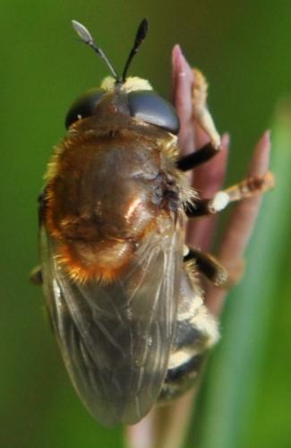 Réf. 360 316 : Microdon sp.