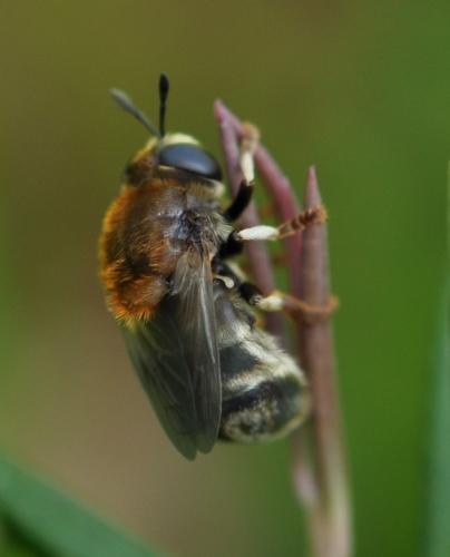 Microdon sp.