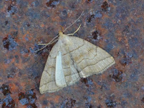 Herminia tarsicrinalis