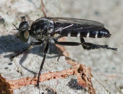 Lithoeciscus heydenii