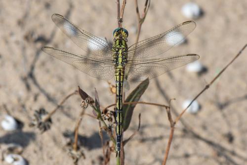 Orthetrum trinacria