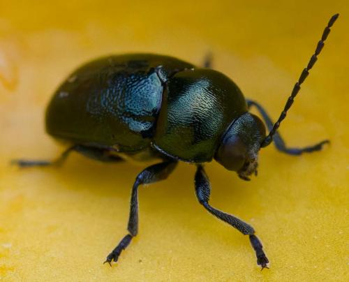 Cryptocephalus violaceus
