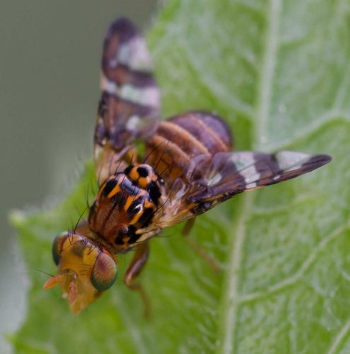 Goniglossum wiedemanni