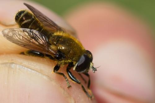 Merodon gallicus