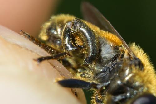 Merodon gallicus