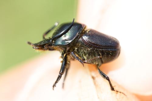 Réf. 360 043 : Onthophagus illyricus