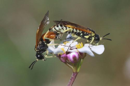 Elinora maculipes