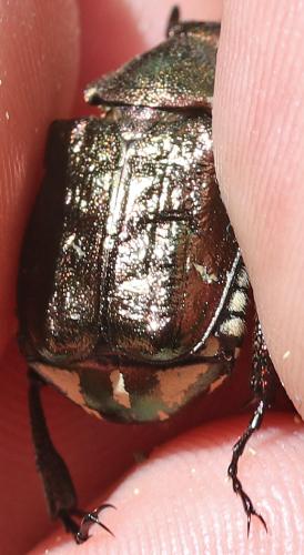 Réf. 360 010 : Gnorimus nobilis