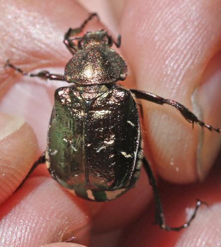 Réf. 360 007 : Gnorimus nobilis